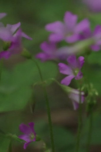 Grass / Sleep (2010)