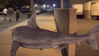 Bad CGI Sharks (2019)