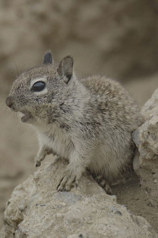 San Diego: America's Wildest City (2024)