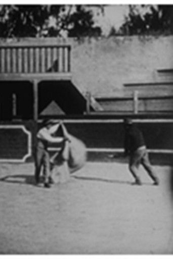 Course de taureaux : école de tauromachie