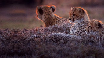 Man Among Cheetahs (2017)