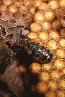 The Living Forest poster