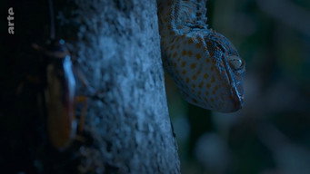 #29 Destination Wild: India