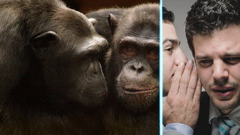 #4 Going Ape