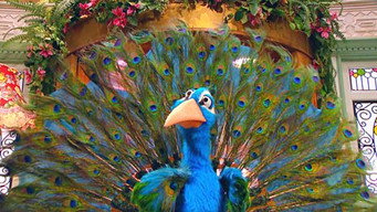 Episode 39 — The Fabulous Feathers