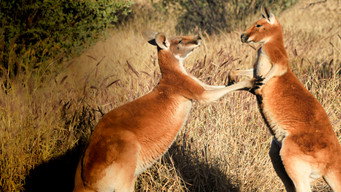#4 Big Red: The Kangaroo King