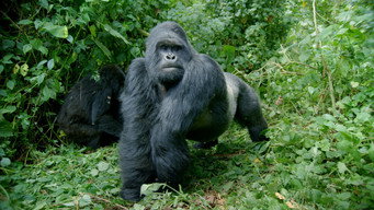 #2 Primates