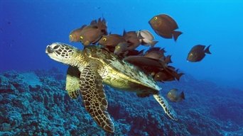 The Jacques Cousteau Odyssey - S1E01