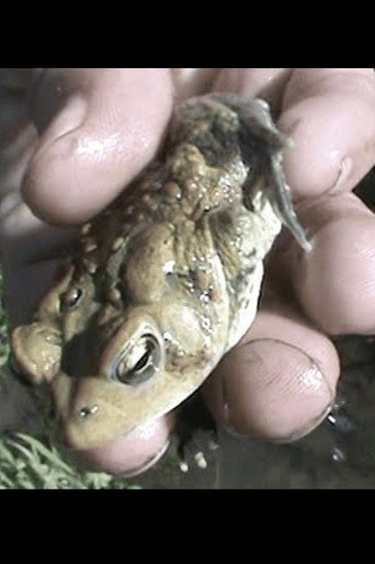 frog huntin poster