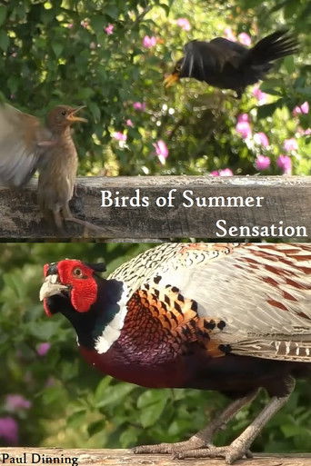 Cartell de Birds of Summer Sensation