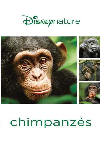 Chimpanzés — affiche alternative