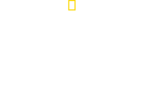 Baby Sharks logo