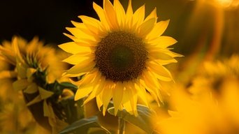 Super plantes - S1E01