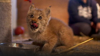 Alaska Animal Rescue (2020- )