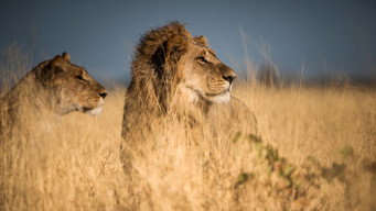 #5 Predator v Prey