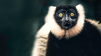 #8 Madagascar Weirdest