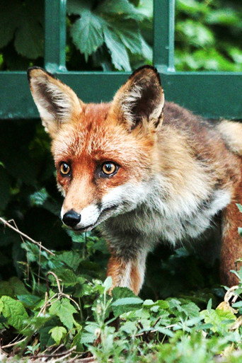 Berlin ganz wild (2021年)のポスター画像 - FindKey