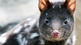 Quoll Farm (2021)