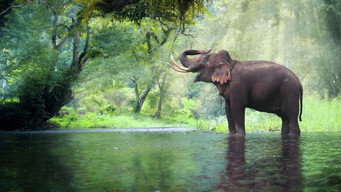Thailand's Wild Side (2020)
