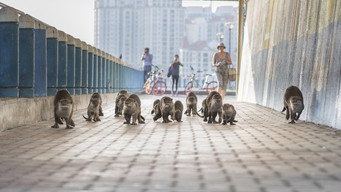Wild Metropolis (2019- )