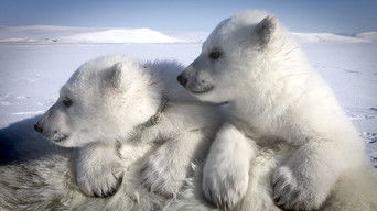 Cena de De pólo a pólo