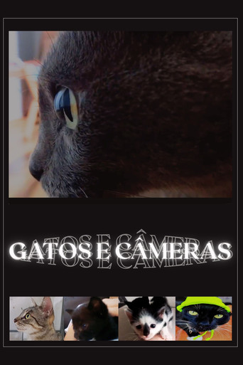 Cartell de Gatos e Câmeras