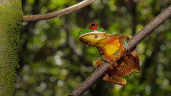 Extraordinary Ecosystems (2022)