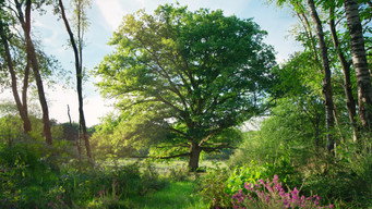 #28 Heart of an Oak
