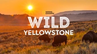 #8 Wild Yellowstone