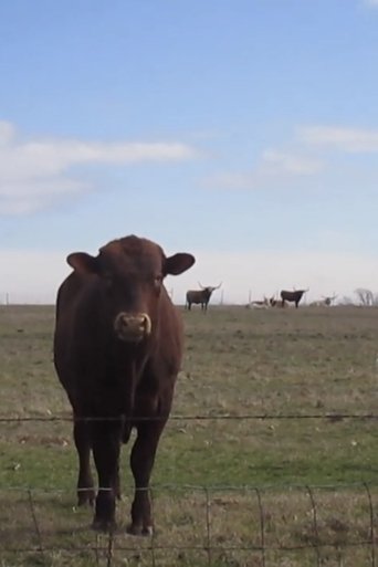 Cow Four Minutes (2025)