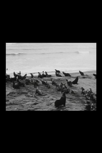 Fur, Seals and Flowers in Pribilof Islands (1935)