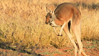 #7 Big Red: The Kangaroo King