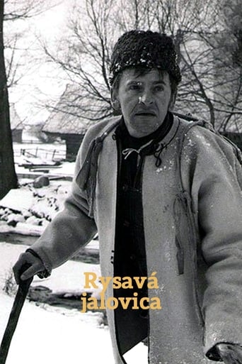 Rysavá jalovica