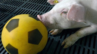 Animals: Drugs, Sex and Fun! (2025)