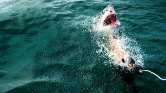 #6 Camo Sharks