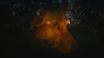 Dreaming Dogs (2024)