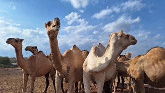 Episode 3 — Kenya: The Camel Milk Gamble