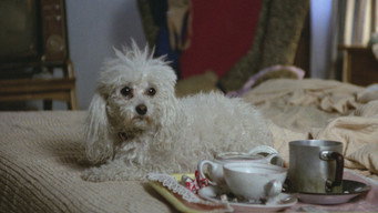 Cena 1 de Poodle