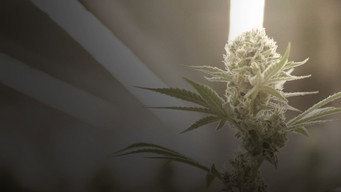 Cannabis: la série documentaire (2024)