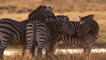 Kalahari – Africa's Underground Desert (2026- )