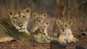 Destination Wild: India (2024- )