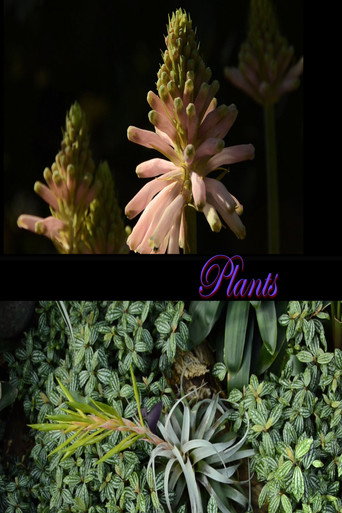 Plants (2026)