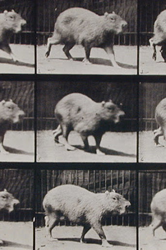 Capybara Walking poster