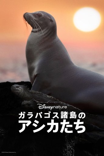 ガラパゴス諸島のアシカたち
