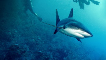 #12 When Sharks Attack 360