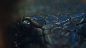 Boiuna media image
