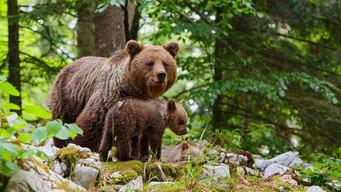 Wild Slovenia (2021)
