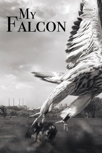 My Falcon