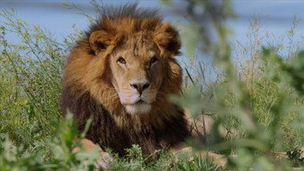 #8 Lion Ark