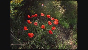 #8 The Red Thread